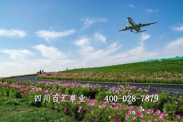 格?；ǚN子多少錢(qián)一斤
