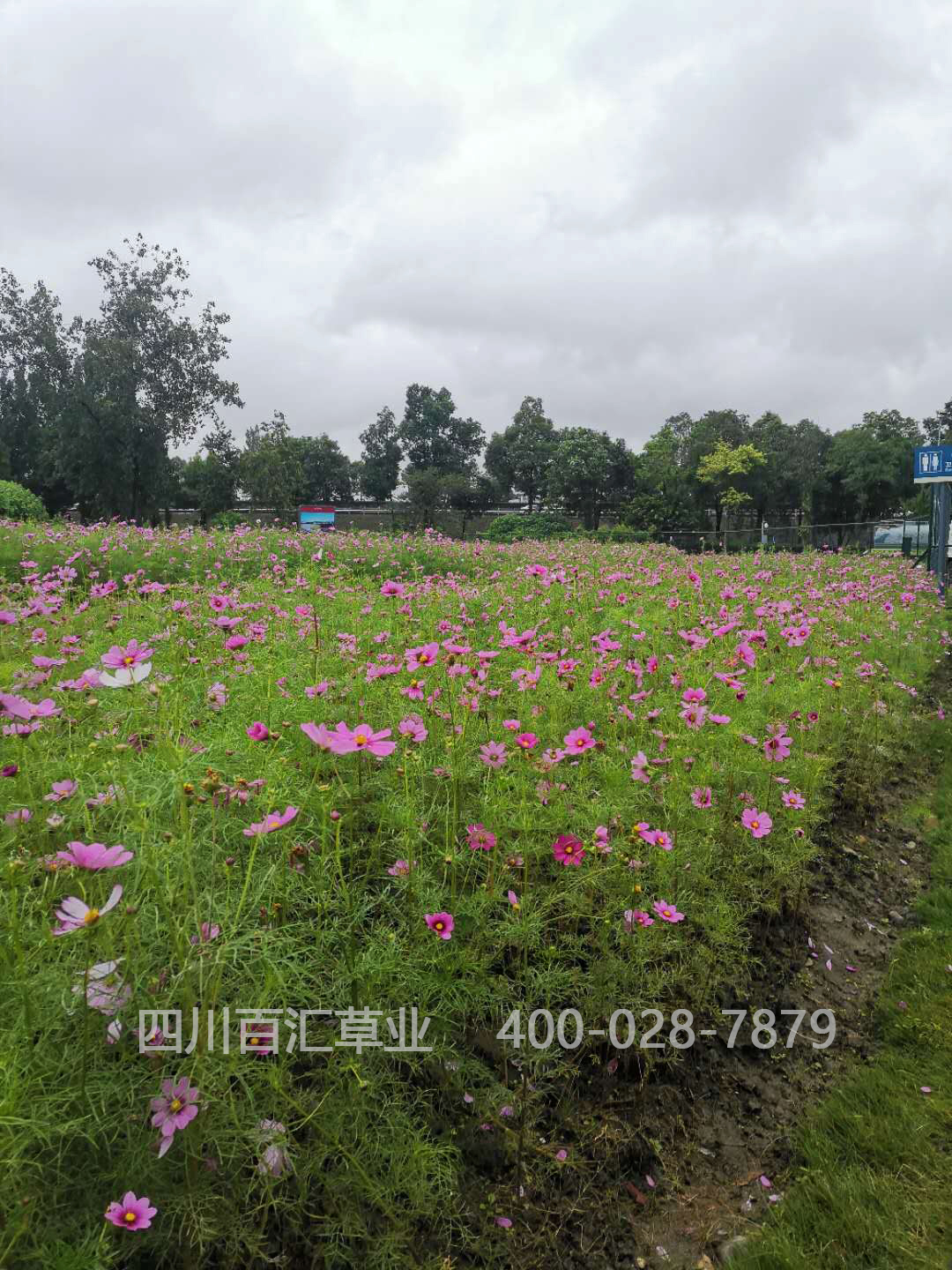 西藏格?；ǚN子